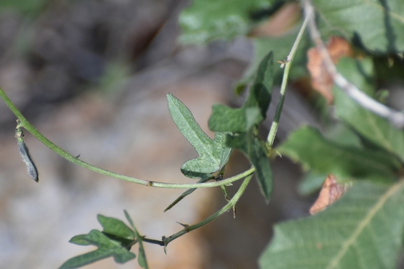 Phaseolus grayanus photo 2