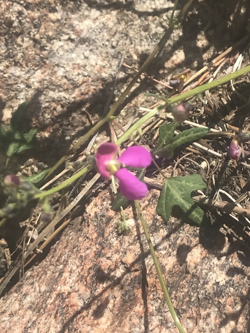 Phaseolus grayanus photo 3