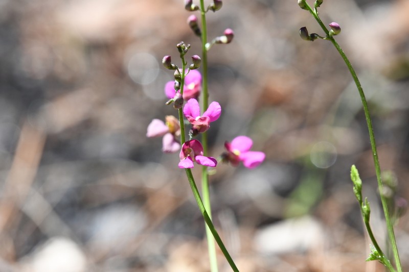 Phaseolus grayanus photo 4