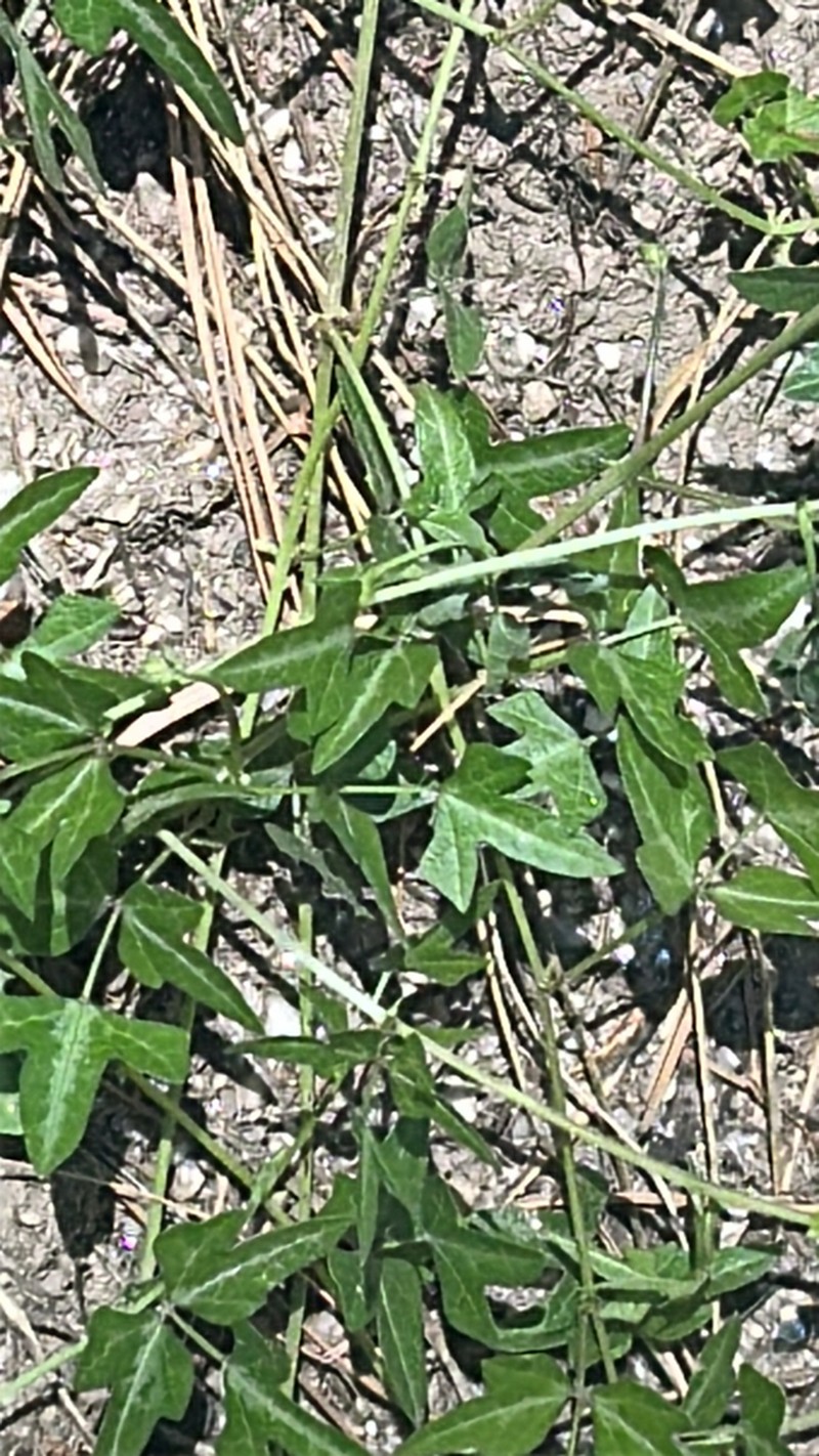 Phaseolus grayanus photo 5