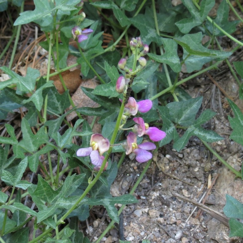 Phaseolus grayanus photo 6