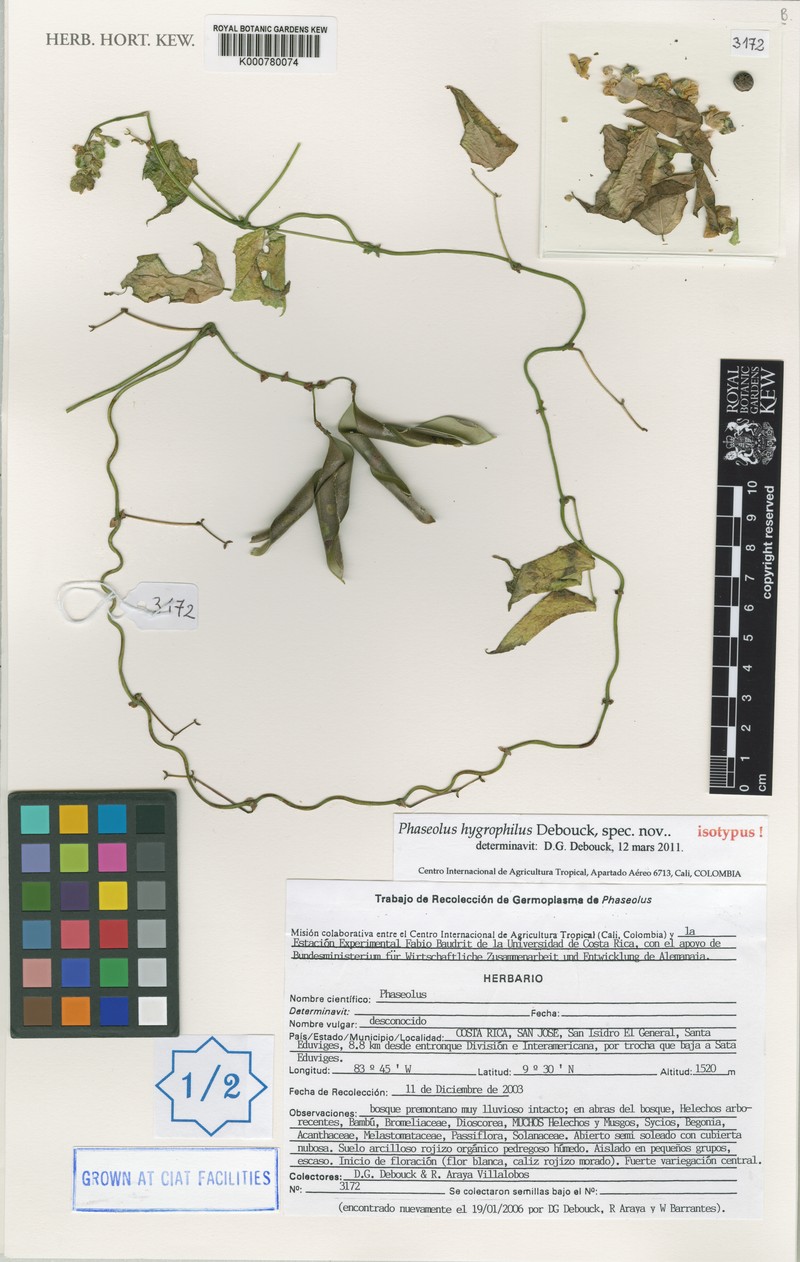 Phaseolus hygrophilus