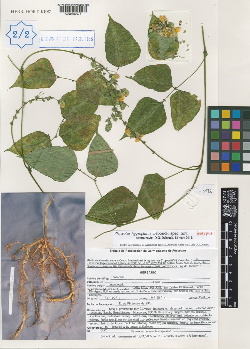 Phaseolus hygrophilus photo 2