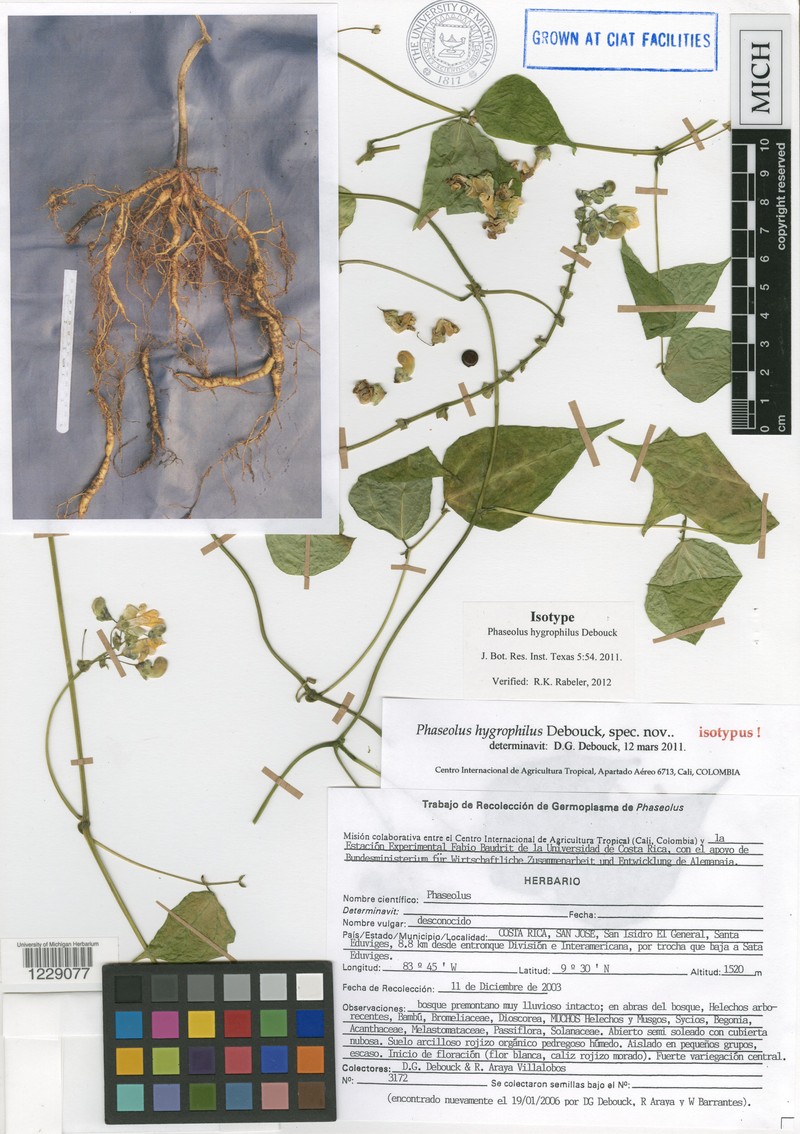 Phaseolus hygrophilus photo 3
