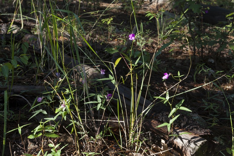 Pinos Altos Mountain Bean