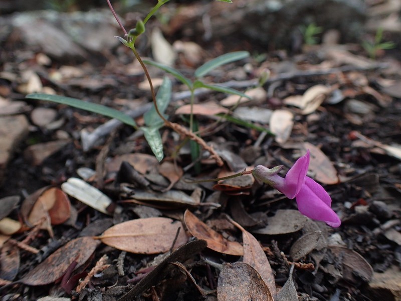 Pinos Altos Mountain Bean
