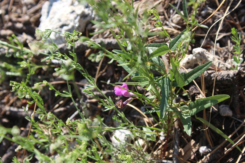 Pinos Altos Mountain Bean photo 2