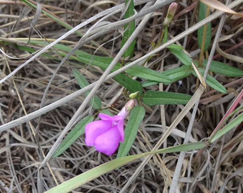 Pinos Altos Mountain Bean photo 3