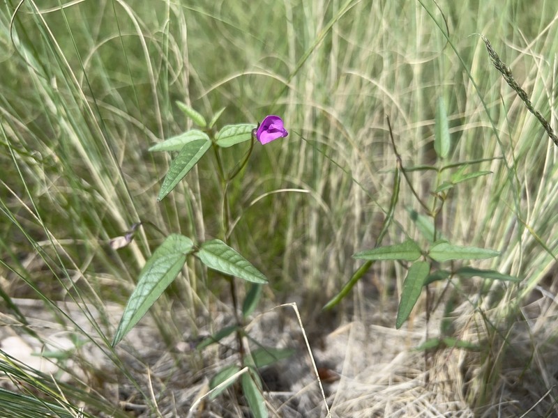 Pinos Altos Mountain Bean photo 4