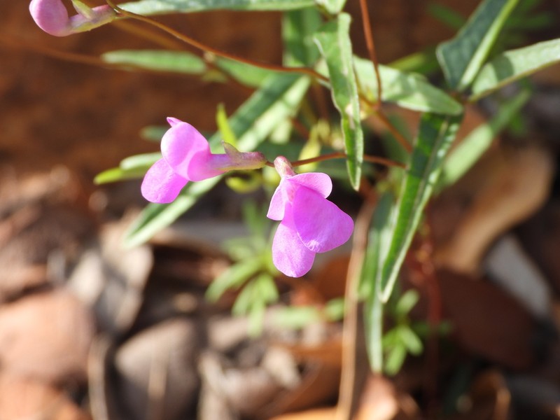 Pinos Altos Mountain Bean photo 5