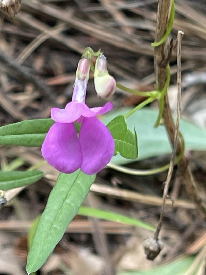 Pinos Altos Mountain Bean photo 6