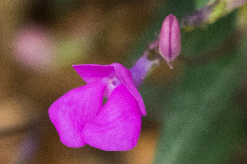 Pinos Altos Mountain Bean photo 7