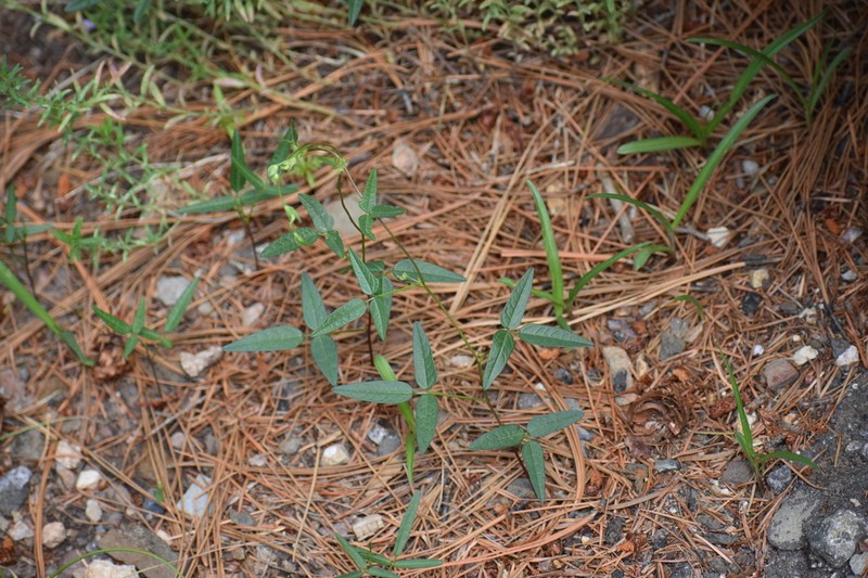 Pinos Altos Mountain Bean photo 8