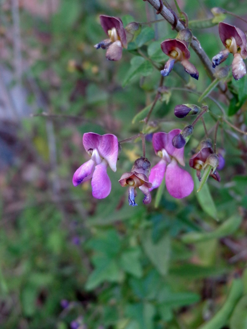 Sonoran Bean photo 2