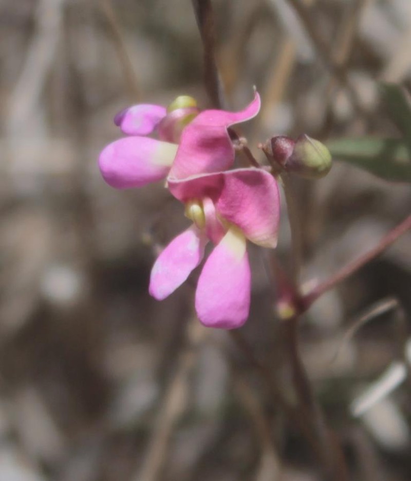 Sonoran Bean photo 3