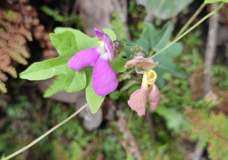 Sonoran Bean photo 4