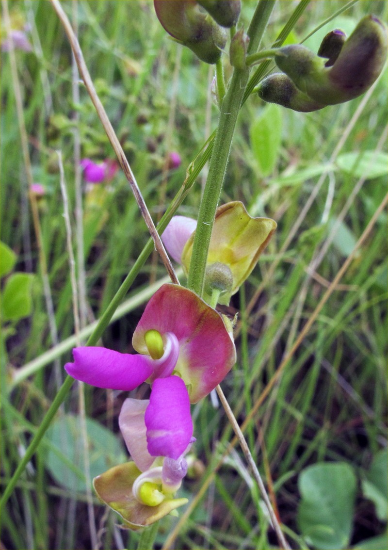 Sonoran Bean photo 5