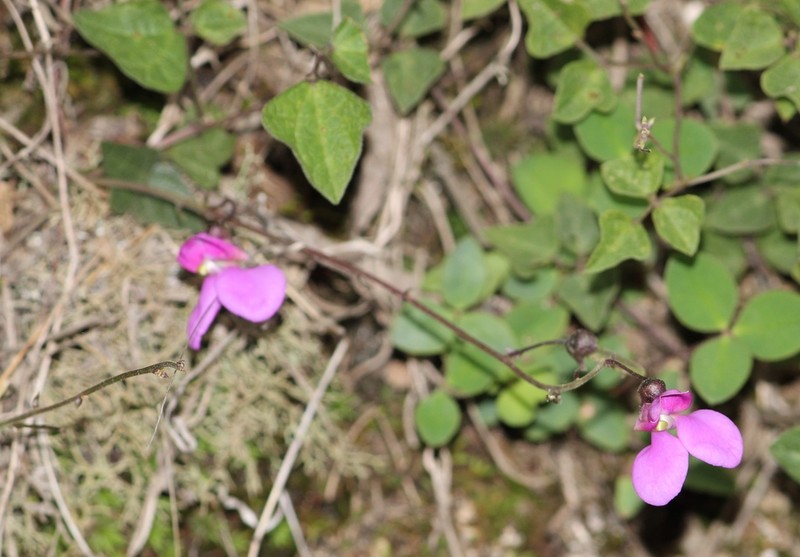 Sonoran Bean photo 6