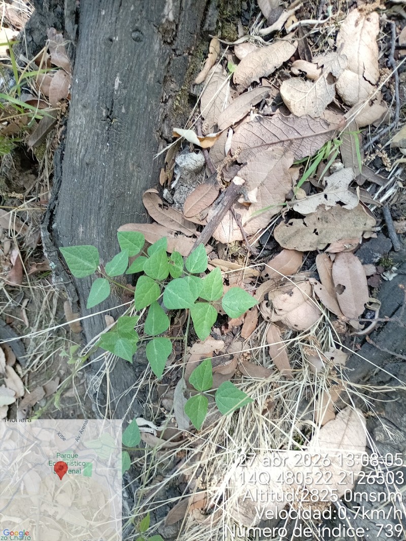 Sonoran Bean photo 7