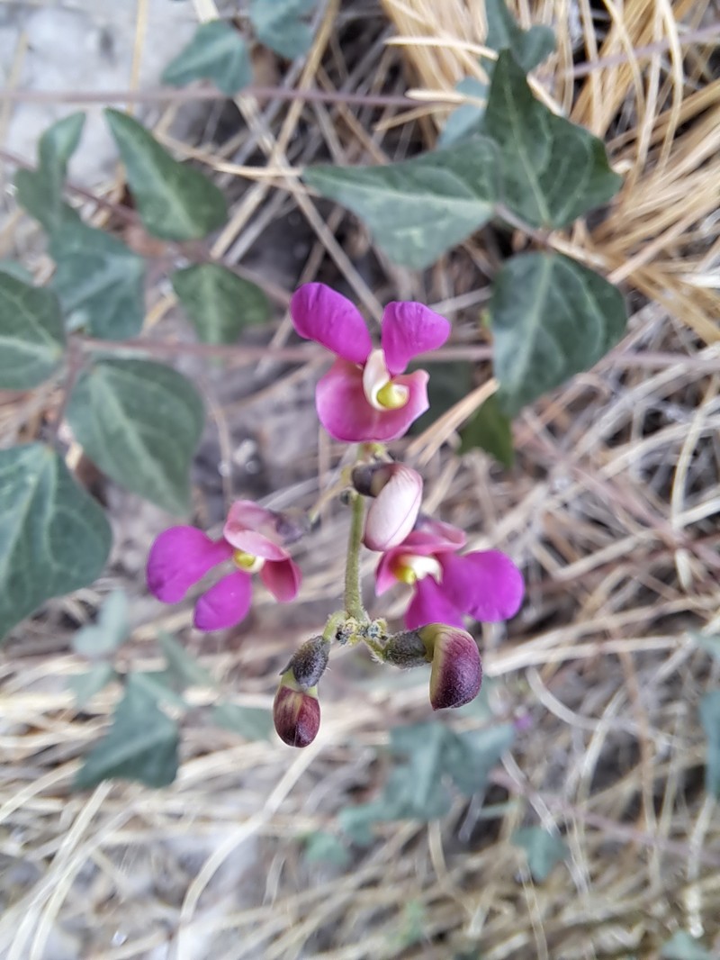 Sonoran Bean photo 8