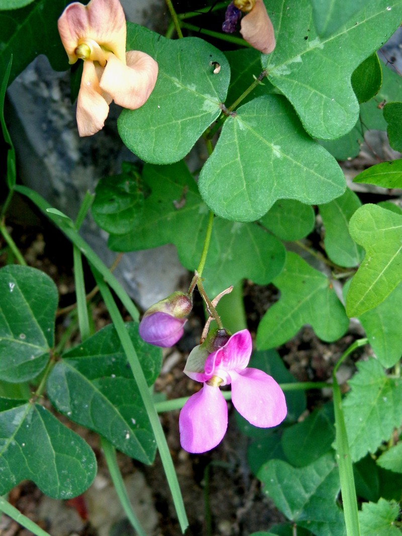 Variable Bean