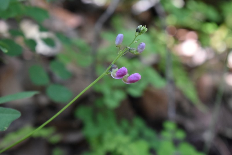 Variable Bean photo 2