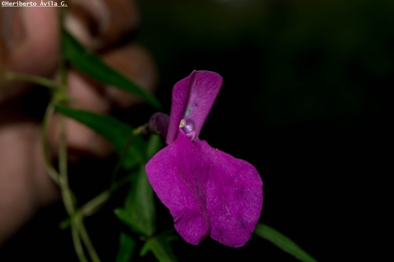 Variable Bean photo 3