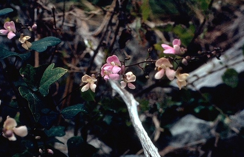 Thicket Bean photo 3
