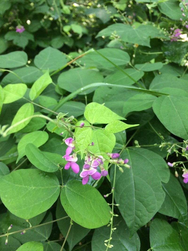 Thicket Bean photo 3