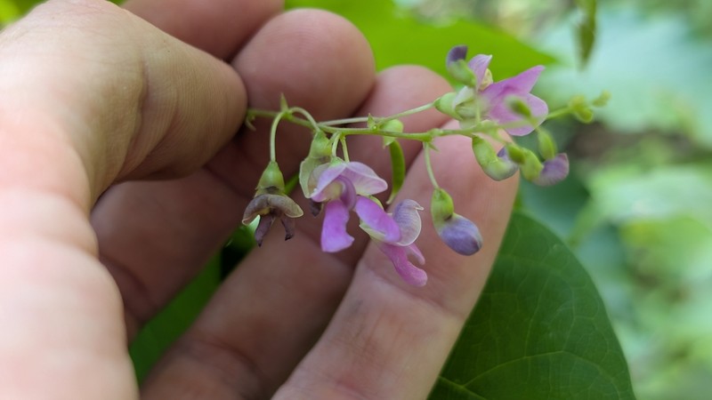 Thicket Bean photo 4