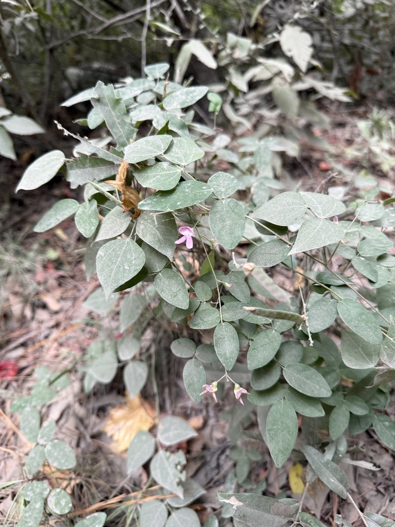 Thicket Bean photo 5