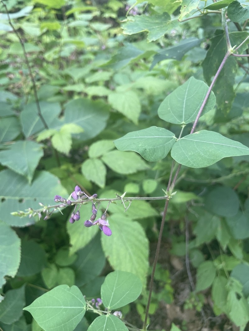 Thicket Bean photo 6