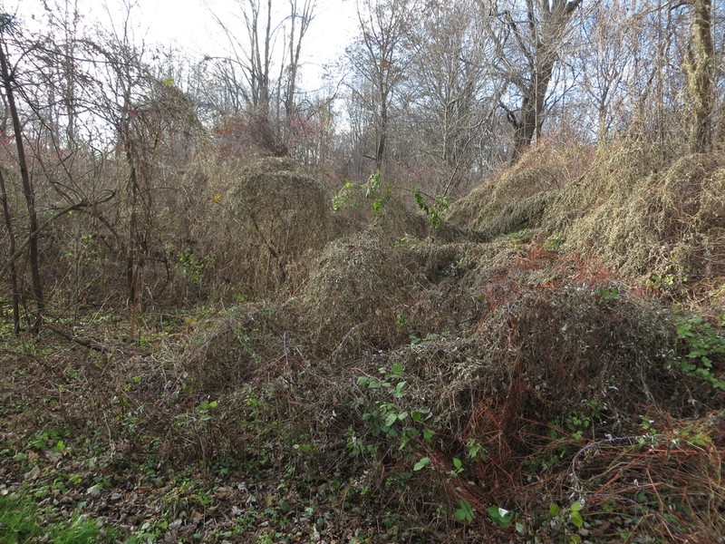Thicket Bean photo 7