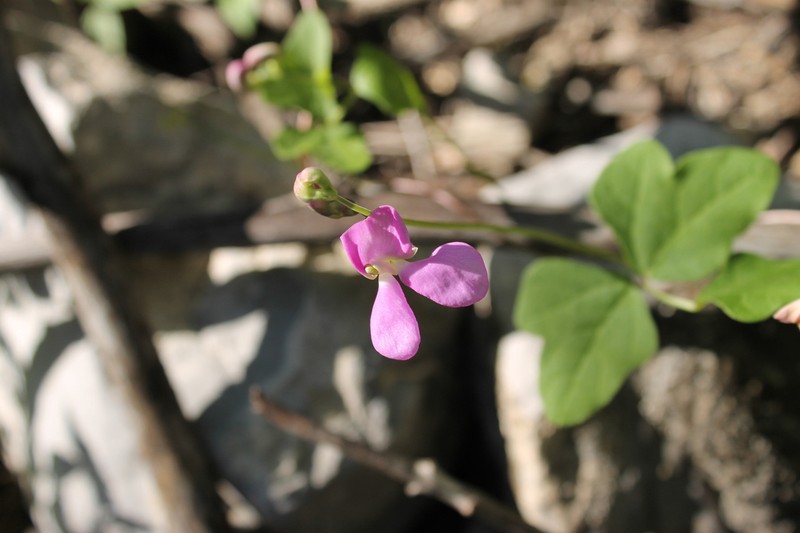 Santa Rita Mountain Bean photo 2
