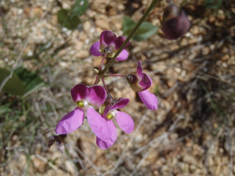 Santa Rita Mountain Bean photo 3