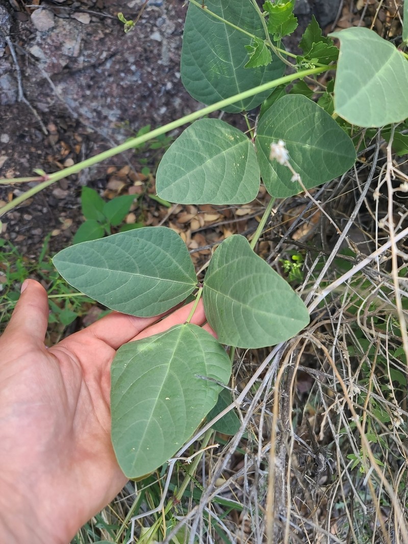 Santa Rita Mountain Bean photo 4