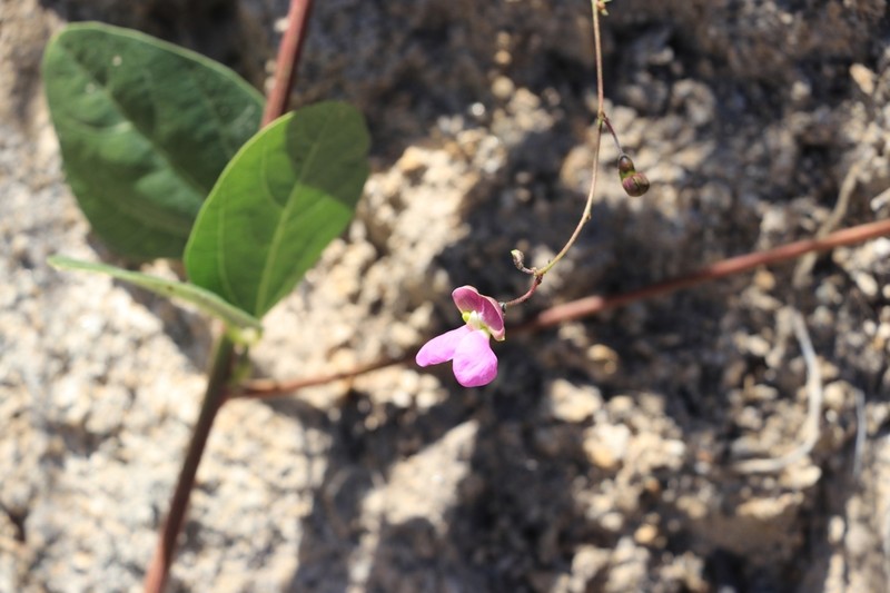Santa Rita Mountain Bean photo 5