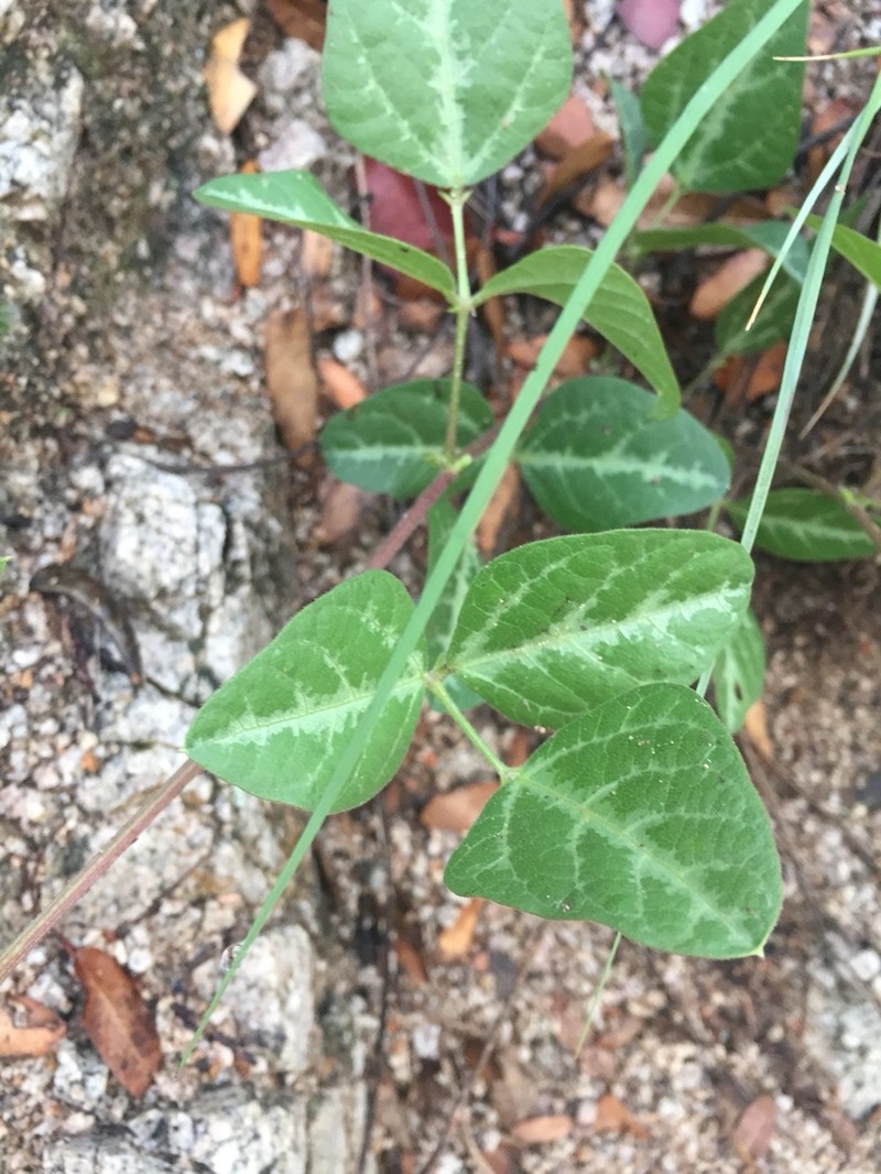Santa Rita Mountain Bean photo 6