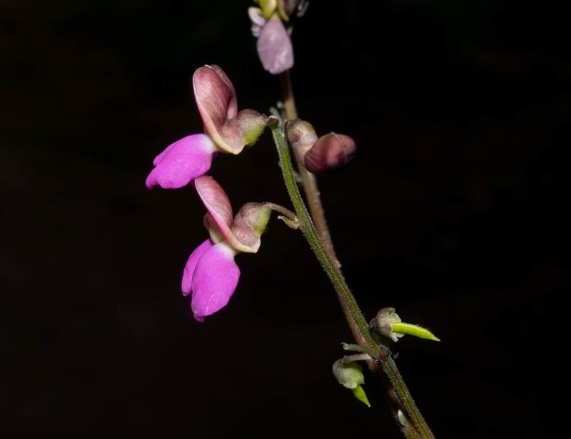 Santa Rita Mountain Bean photo 7