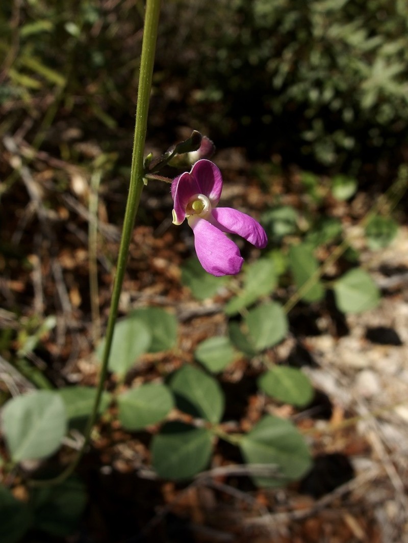 Santa Rita Mountain Bean photo 8