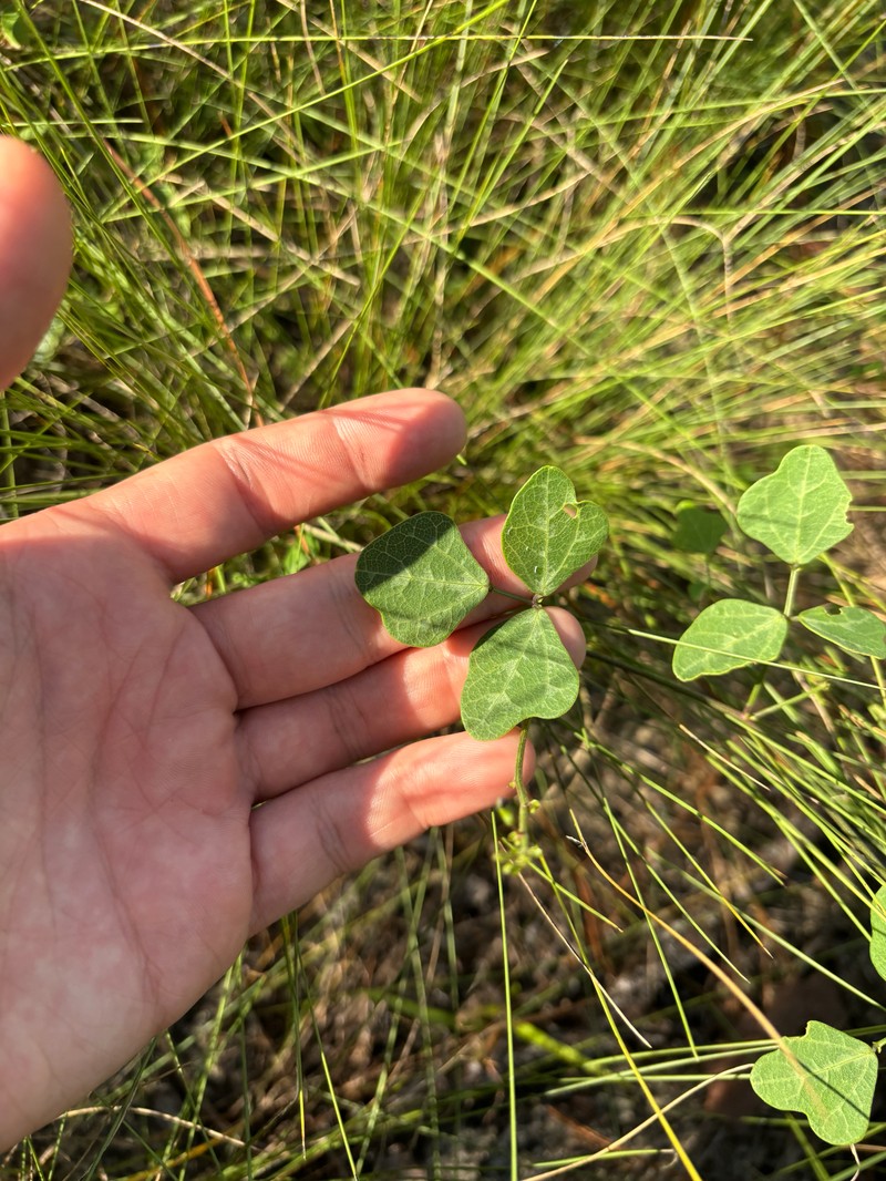 Phaseolus sinuatus photo 4