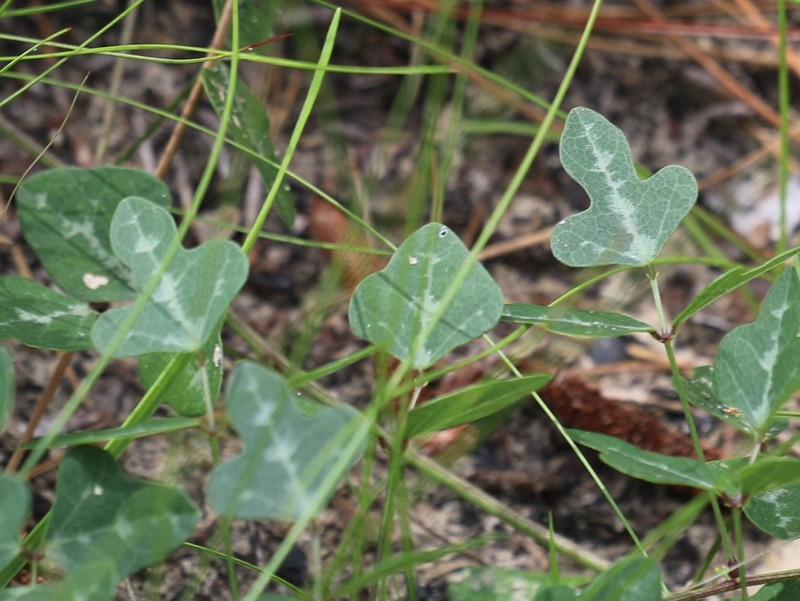 Phaseolus sinuatus photo 5