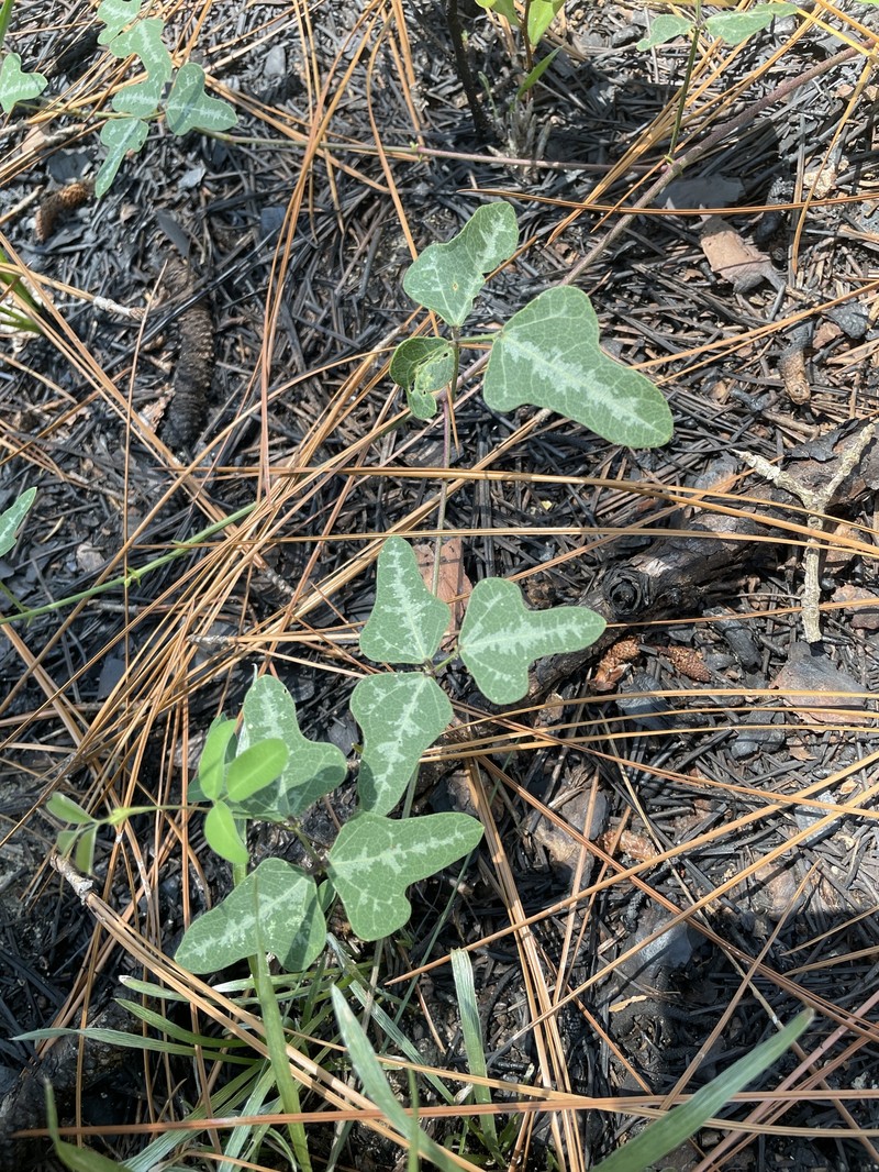 Phaseolus sinuatus photo 6