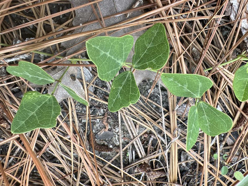 Phaseolus sinuatus photo 7