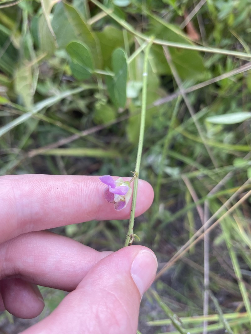 Phaseolus sinuatus photo 8