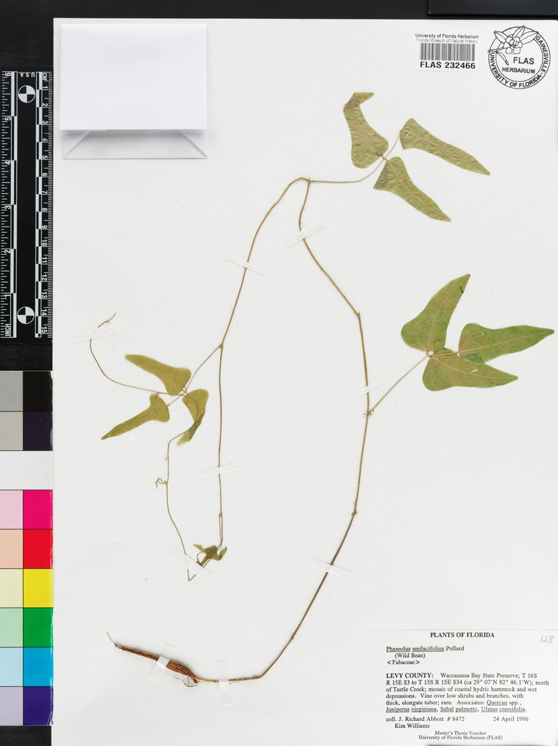 Phaseolus smilacifolius