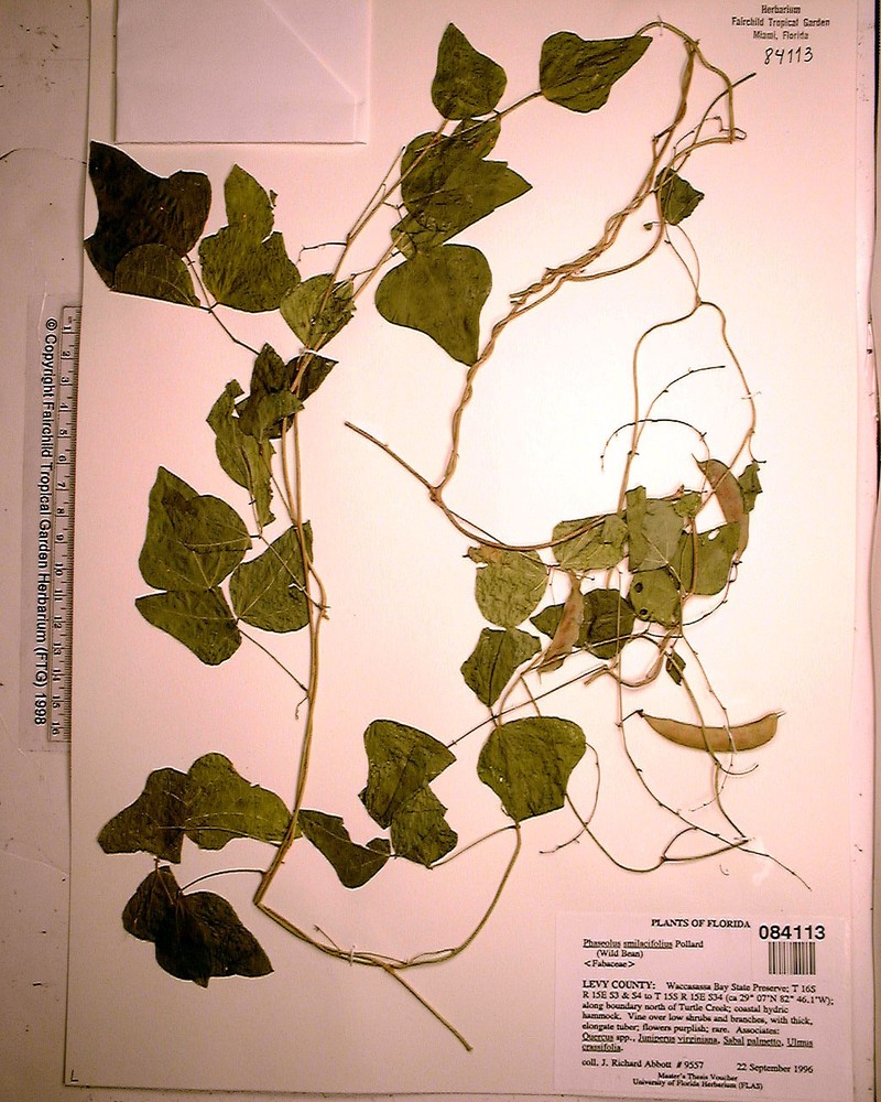 Phaseolus smilacifolius photo 2