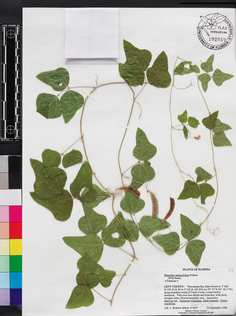 Phaseolus smilacifolius photo 3
