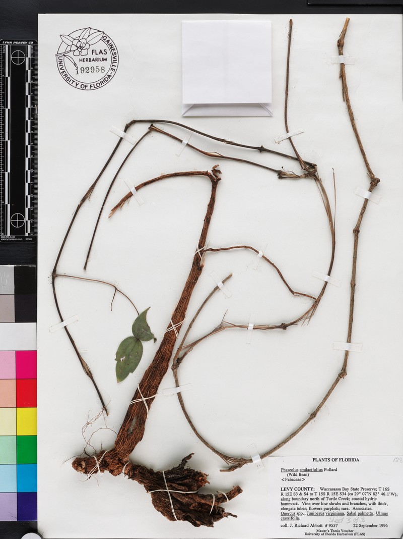 Phaseolus smilacifolius photo 4