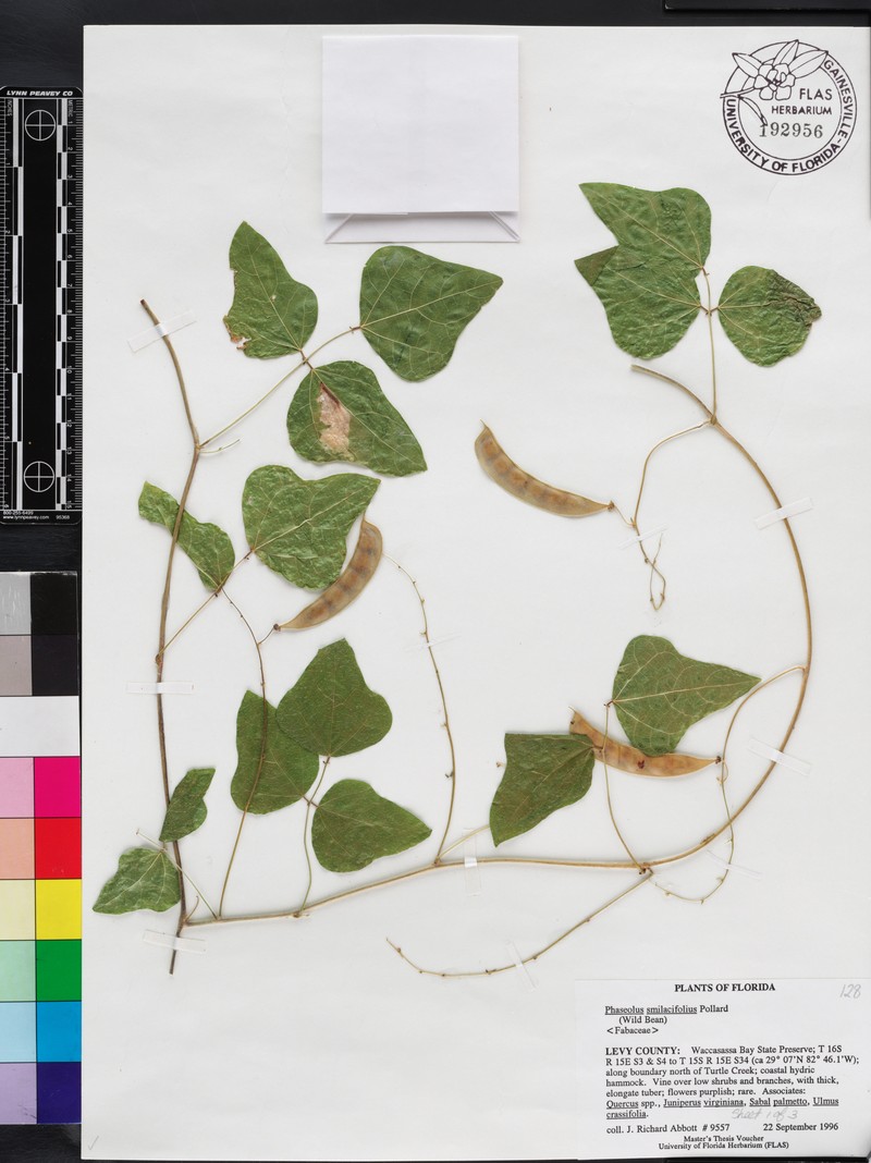 Phaseolus smilacifolius photo 5